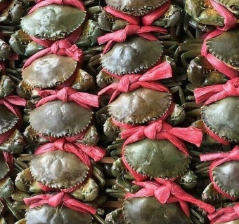 Chi tiết về thủ tục xuất khẩu cua sống, cua Cà Mau