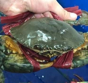 Cua biển bao nhiêu 1kg? Cua gạch hay cua thịt ngon hơn?