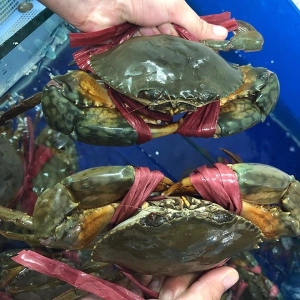Cua Thịt Cà Mau tươi - Sống
